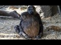 Gorilla siblings turn into sticky bugs. Haoko approaches Toto.｜U152