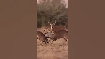 Two Deer Fighting WITH SOUND 