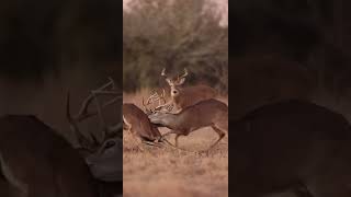 Two deer fighting! (WITH SOUND)