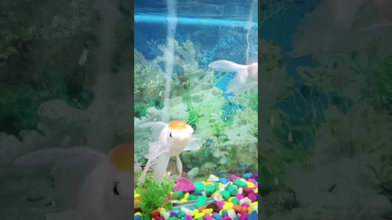 PATNA ZOO AQUARIUM 😍Machali ghr 