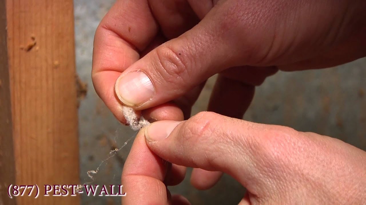 How Spiders Infest from the Basement