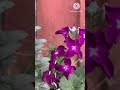Stock flower plant
