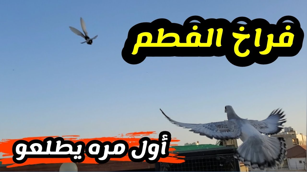 بعد فطم الفراخ بداية كرشهم اول مره يطلعو على السطح