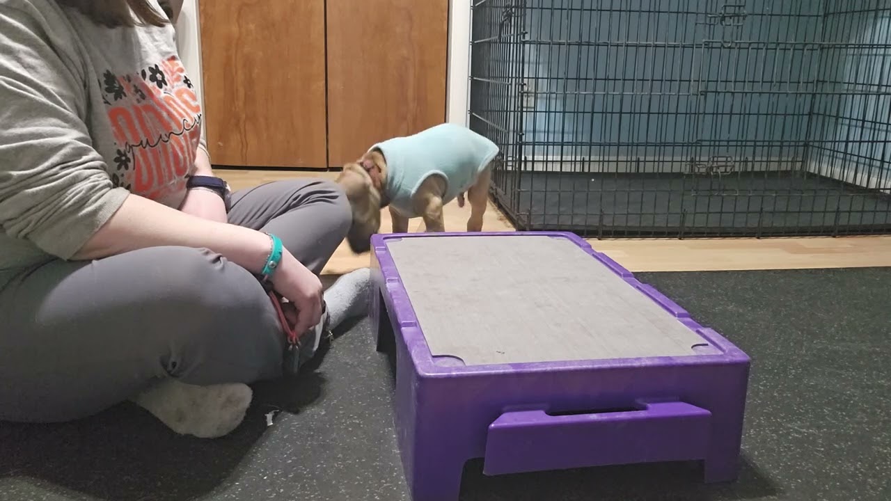 Fun fake scale cooperative care work 