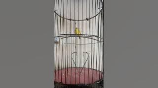pleci Roltem