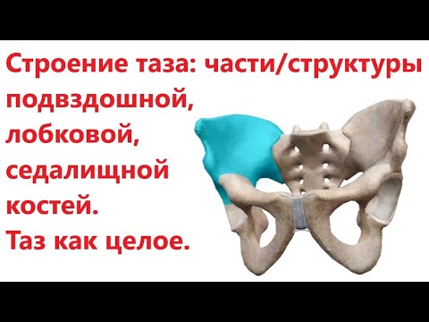 Строение таза: структуры подвздошной, лобковой, седалищной костей. Таз как целое.