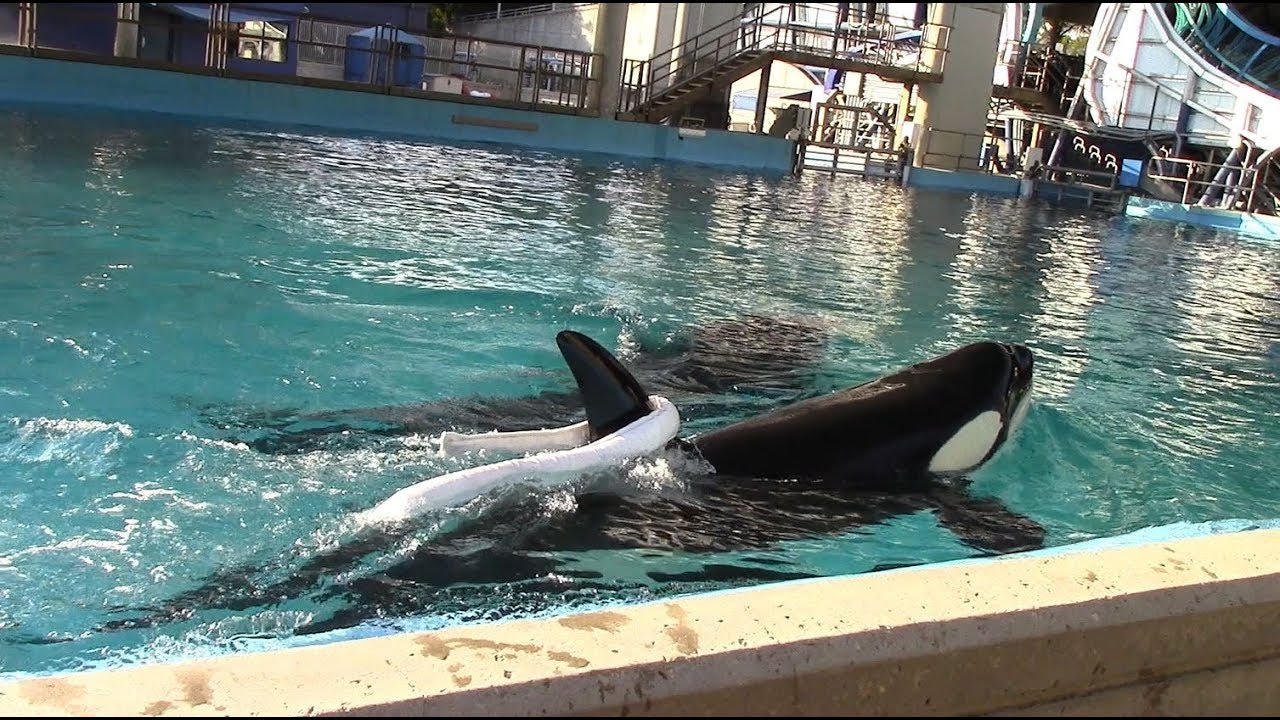 killer whale figurine