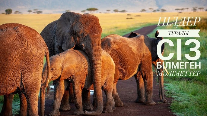 BDSM деректі фильмі Кішкентай шұңқырдағы үлкен мүшесінің видеосы