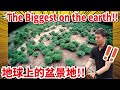 【The biggest Yamadori Bonsai farm on the earth!!】1700 Yamadori Bonsai!!