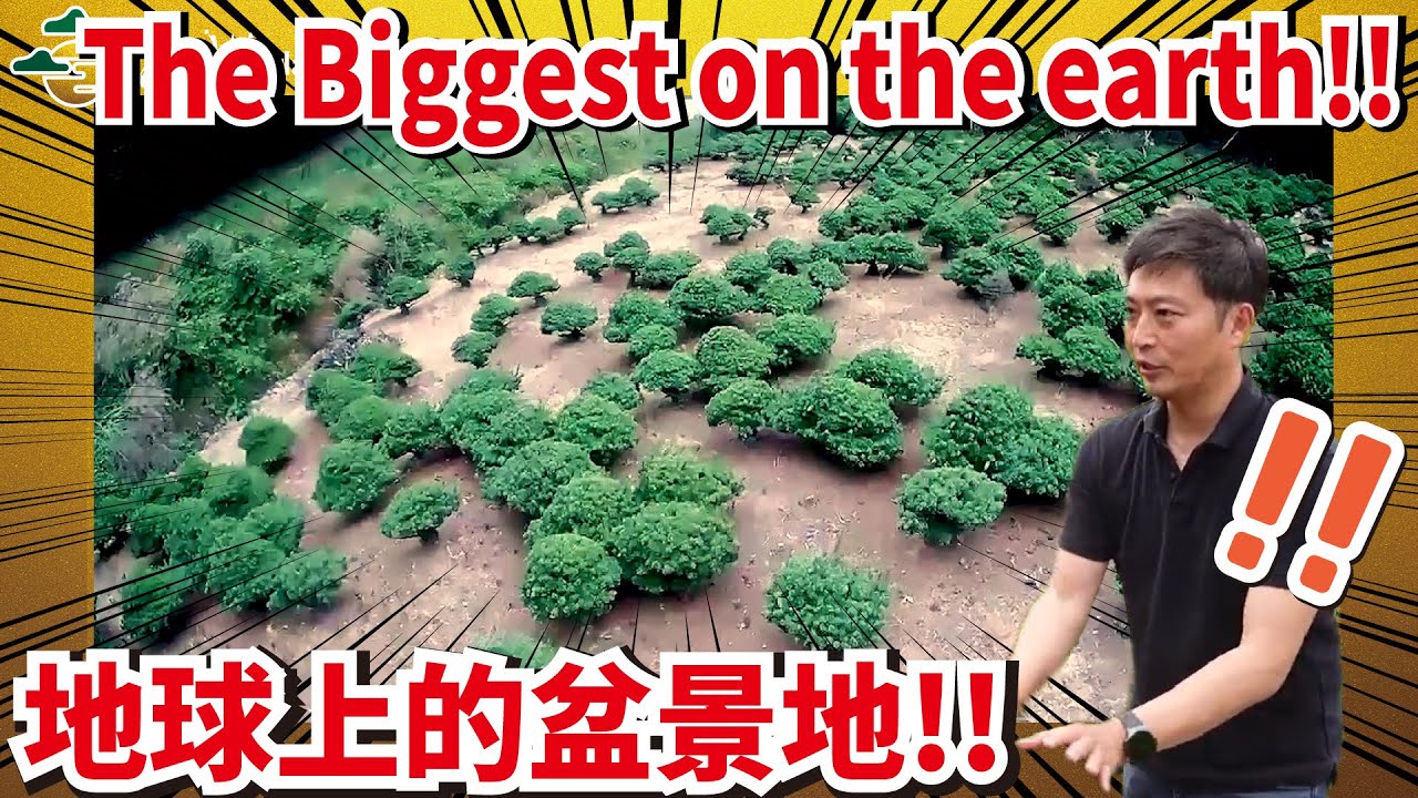 【The biggest Yamadori Bonsai farm on the earth!!】1700 Yamadori Bonsai!!