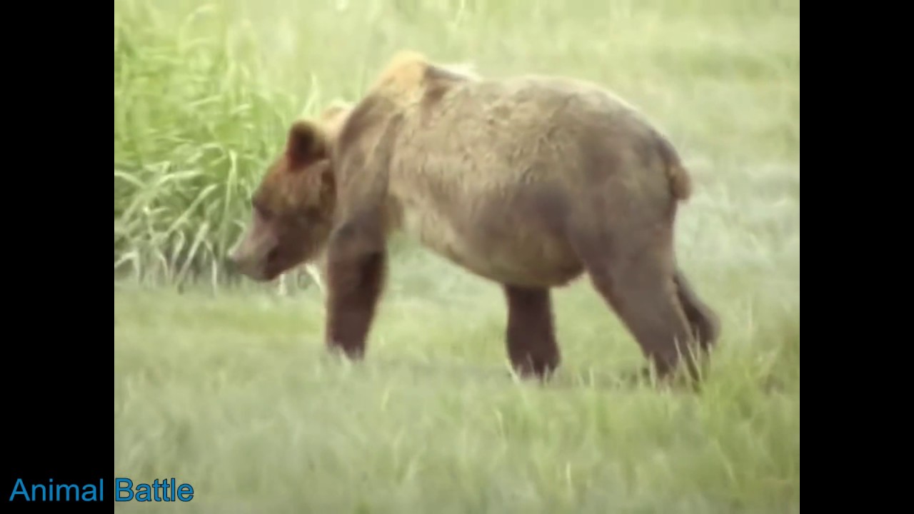 Brown Bear Vs Black Bear Grizzly Bear Vs Brown Bear Polar Bear brown-bear-vs-black-bear-grizzly-bear-vs-brown-bear-polar-bear