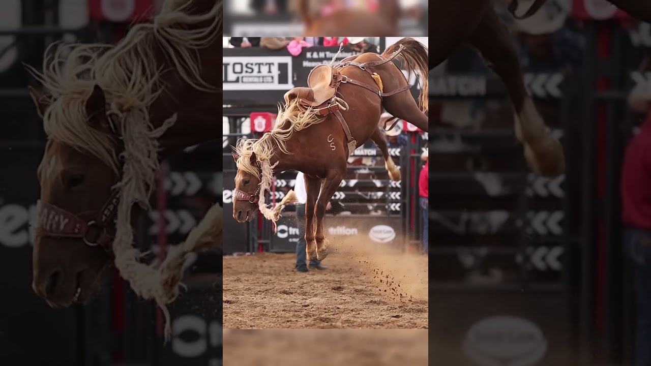 Insane bucking horse.