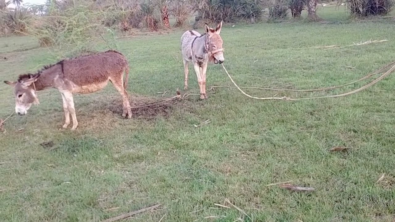 donkey meeting with big mohra donkeys new york roster 2022 YouTube