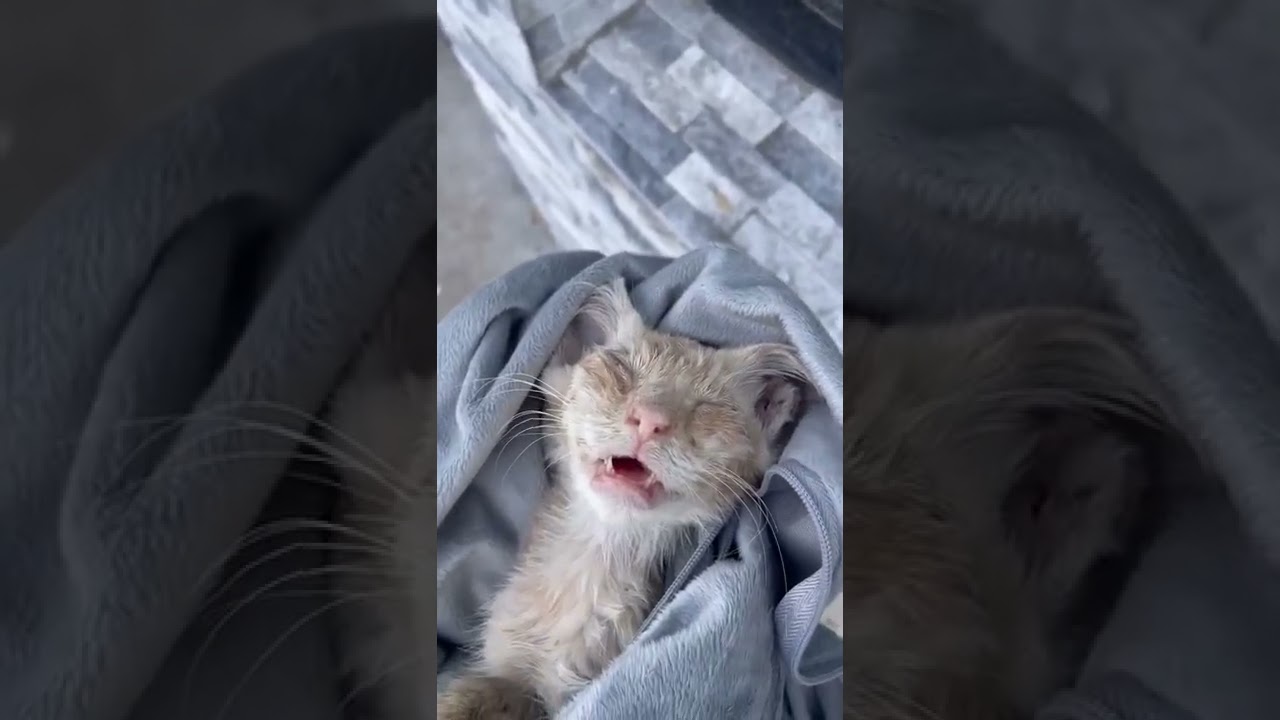 Kitten Suffers Traumatic Neurological Damage Among Other Devastating Conditions