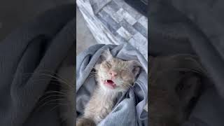 Kitten Suffers Traumatic Neurological Damage Among Other Devastating Conditions