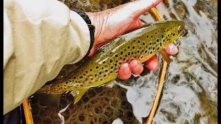 Clear water brown trout.