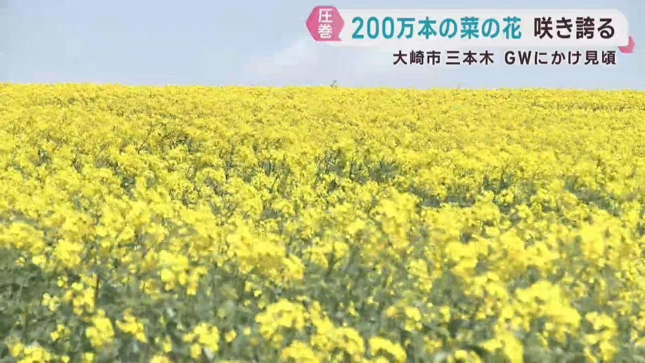丘一面に咲く菜の花が見頃 宮城・大崎市三本木 | khb東日本放送