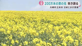 丘一面に咲く菜の花が見頃 宮城・大崎市三本木 | khb東日本放送
