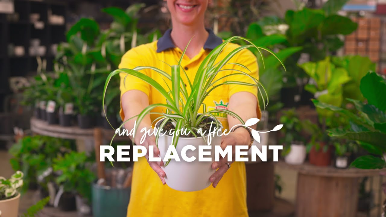 Kings Plant Barn - Sure to Grow Guarantee