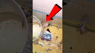 Maranthutan - Alien Betta Breeding Enna Achu - Part 2