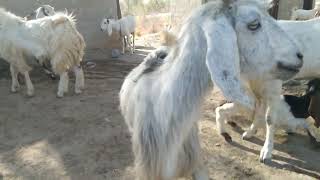 Beautiful Goats Village Beautiful Goats Goat Farming Animals Video Animal Antics 12