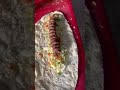 Adana Kebap Yemesi Sevap (Adama Dürüm Yapılışı)