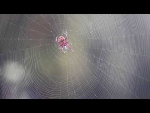 Spider Web Weaving - YouTube