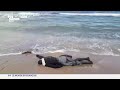Libye  73 migrants ports disparus