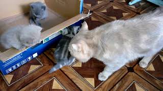Как котята встречают папу, ОТЦА. Кот говорит привет! Кошки - это чудо! Видео про кошек VivaVideo!