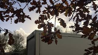 English Oak - leaves in the sun - November 2018