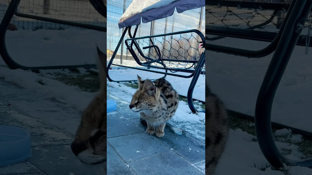 Как и почему мяукает сервал Один 😸| How Serval Odin meows 😽