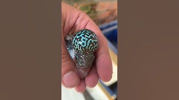 270k Cá La Hán Bình Dương,Cá cảnh Bình Dương #shortvideo #shorts #trending #funny #tiktok #fish