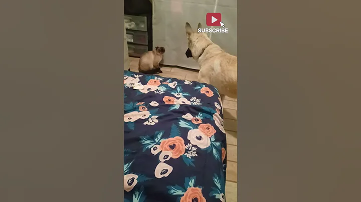 Watch the video about Dog Gets Filleted Open By This Siamese!