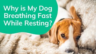 Why is My Dog Breathing Fast While Resting? | Wag!