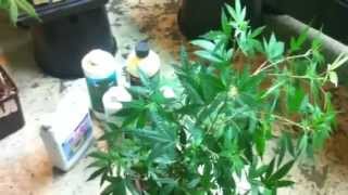 My vegetative process part 3 of 3