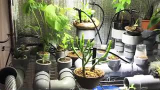 【水耕日誌】水耕栽培装置