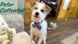 Peter Cottontail | Pocket Gentleman. Calm, confident, and charming!