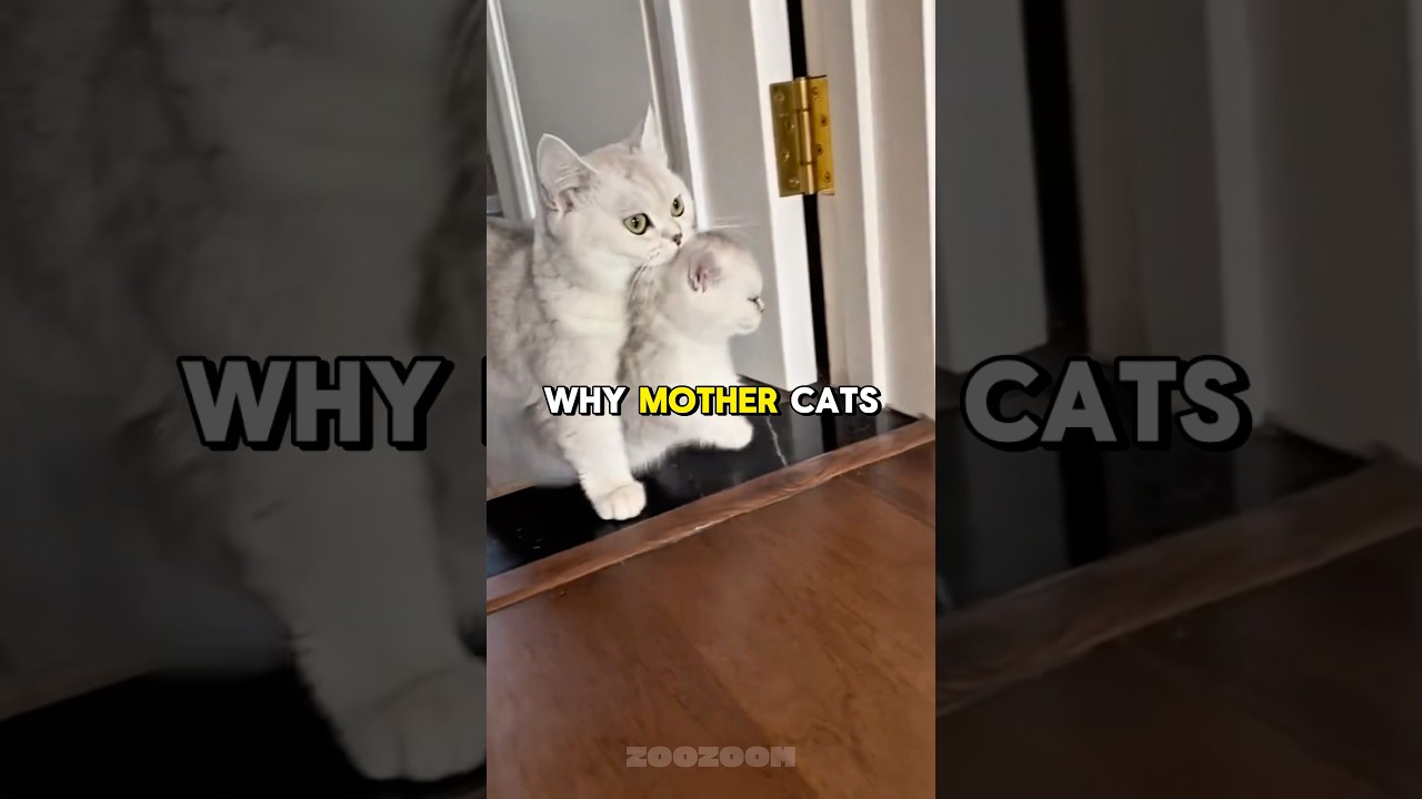 Mom Cat’s Gift💗