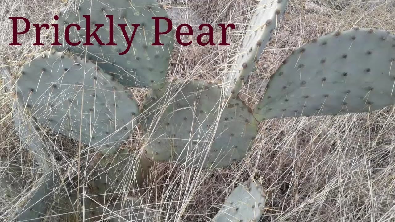 how to compost prickly pear Prickly Pear/ How to grow, harvest, transplant, compost, and remove