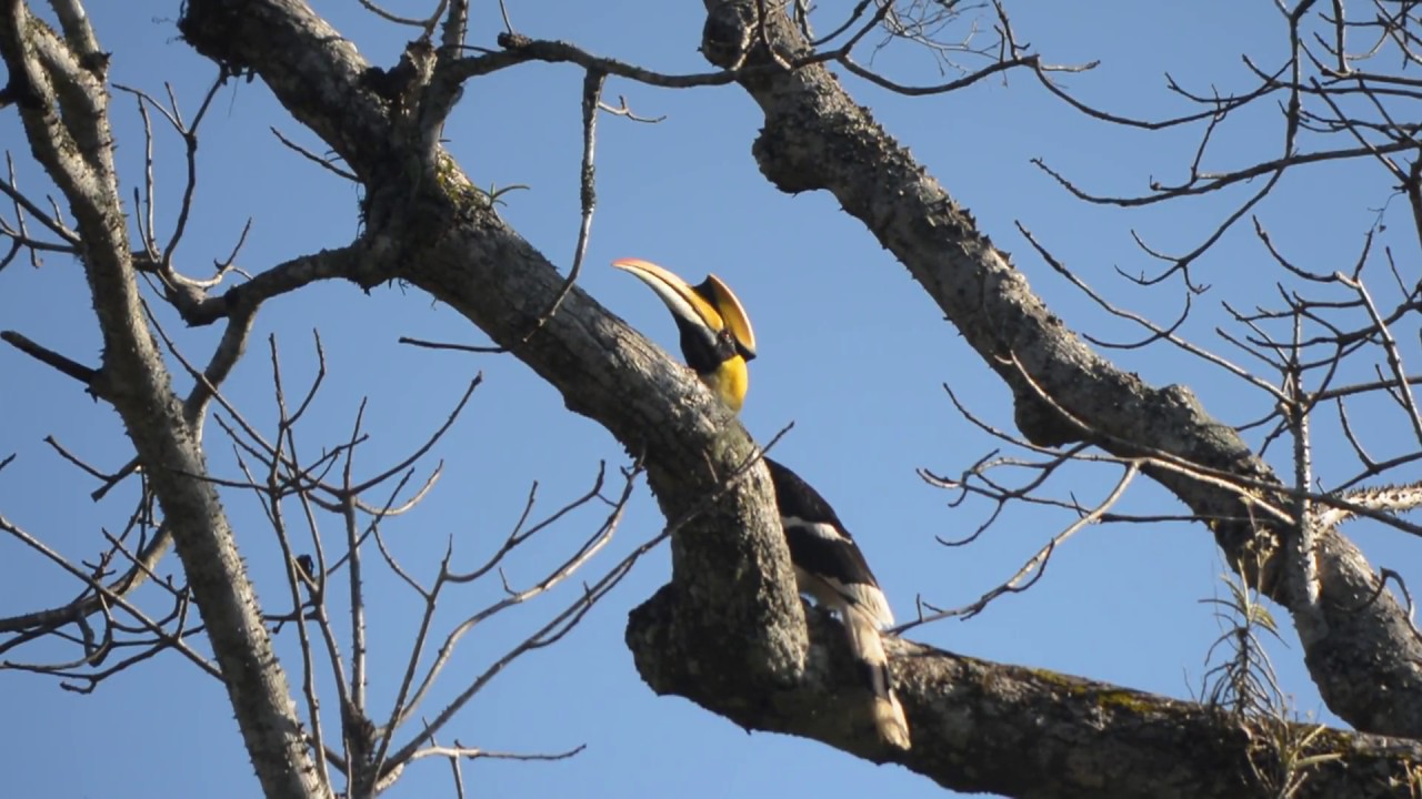 MP4 Great Hornbill19Mar2017 Video 
