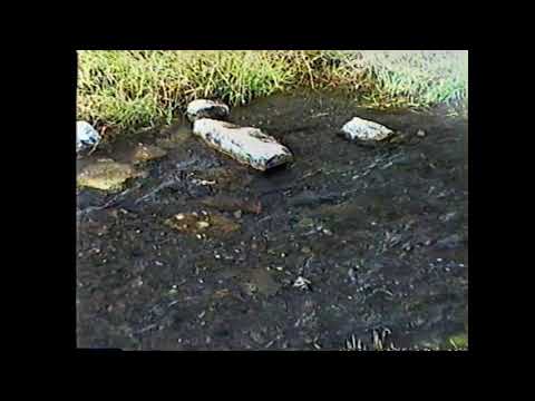 Canmore Creek Spawning 1999   lower reach