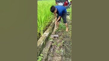 The process of workers using shovels to clean weeds in the canal
