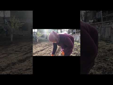 УЖАСЫ СЕВЕРНОГО КАВКАЗА: ЧАСТЬ 5 #кавказ #кадыров #терроризм #традиции #беслан #чечня #дагестан