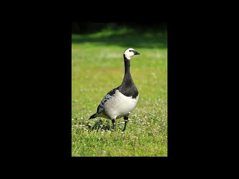 Barnacle Goose Bird Call