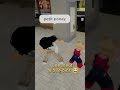 Petit poney  foryou abonnetoi humour brookhaven roblox