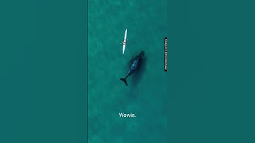 Whale swims alongside kayaker