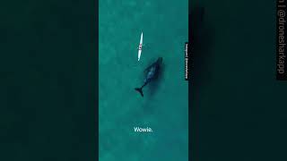 Whale swims alongside kayaker