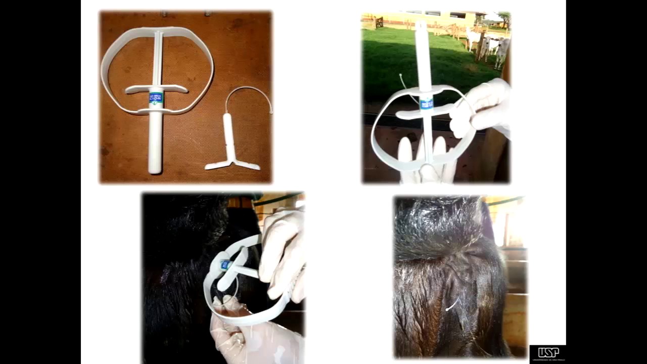 AETA 2016 Factors Affecting IVF Production Dr  Baruselli