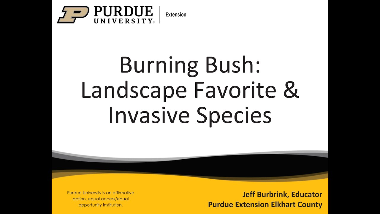 Burning Bush: Landscape Favorite & Invasive Species