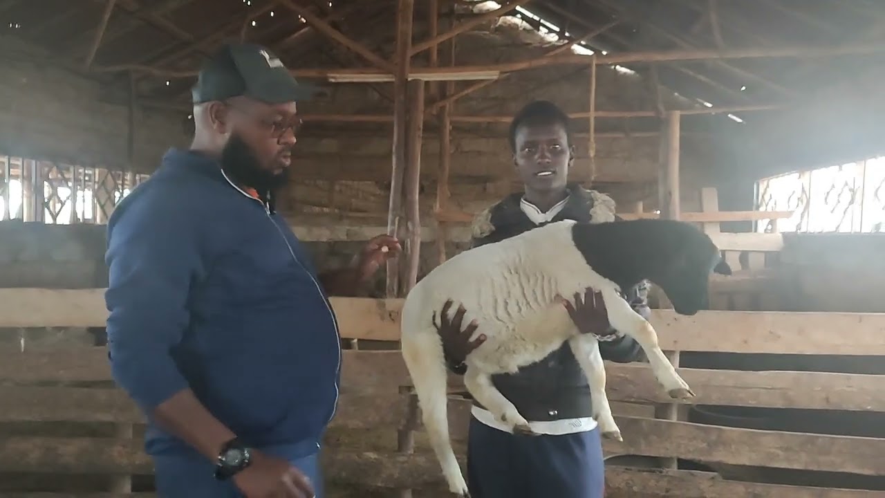 lamb management - taking care of the lambs